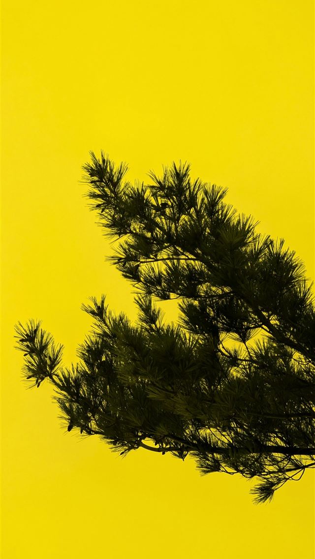 1290x2796 A pine tree branch against a bright yellow backgro... -  iPhone Wallpaper