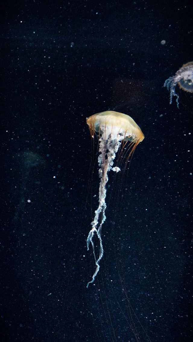 1290x2796 white jellyfish -  iPhone Wallpaper