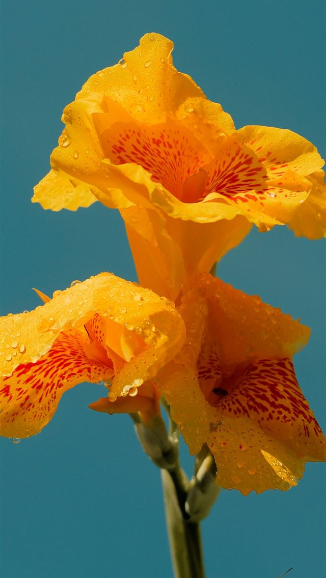 1290x2796 a yellow flower with a blue sky in the background -  iPhone Wallpaper