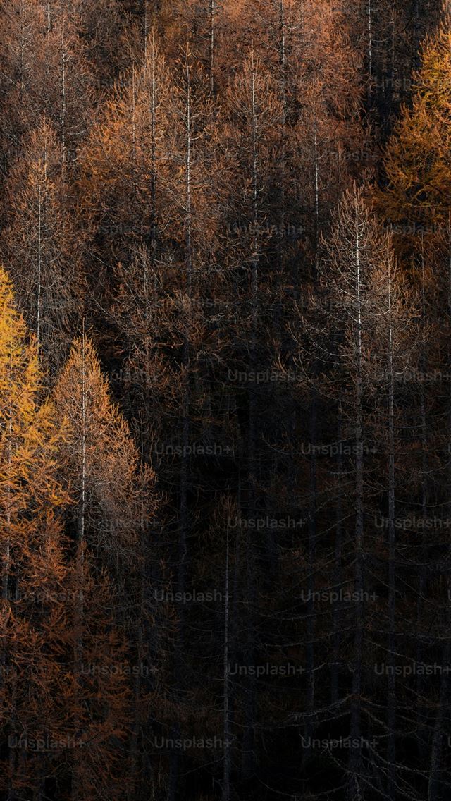 1290x2796 a forest filled with lots of tall trees -  iPhone Wallpaper