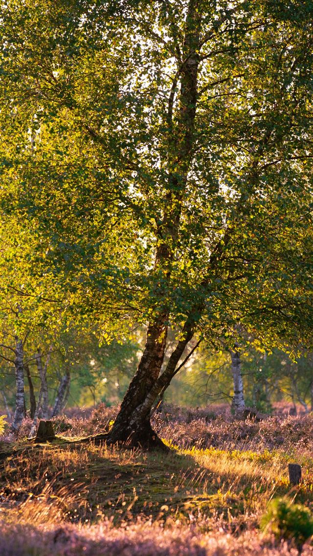 1290x2796 A lone tree in a field of purple flowers -  iPhone Wallpaper