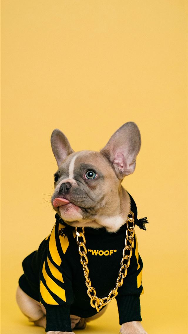 1290x2796 A french bulldog in a hoodie and gold chain  -  iPhone Wallpaper
