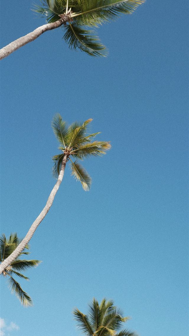 1290x2796 a group of palm trees -  iPhone Wallpaper