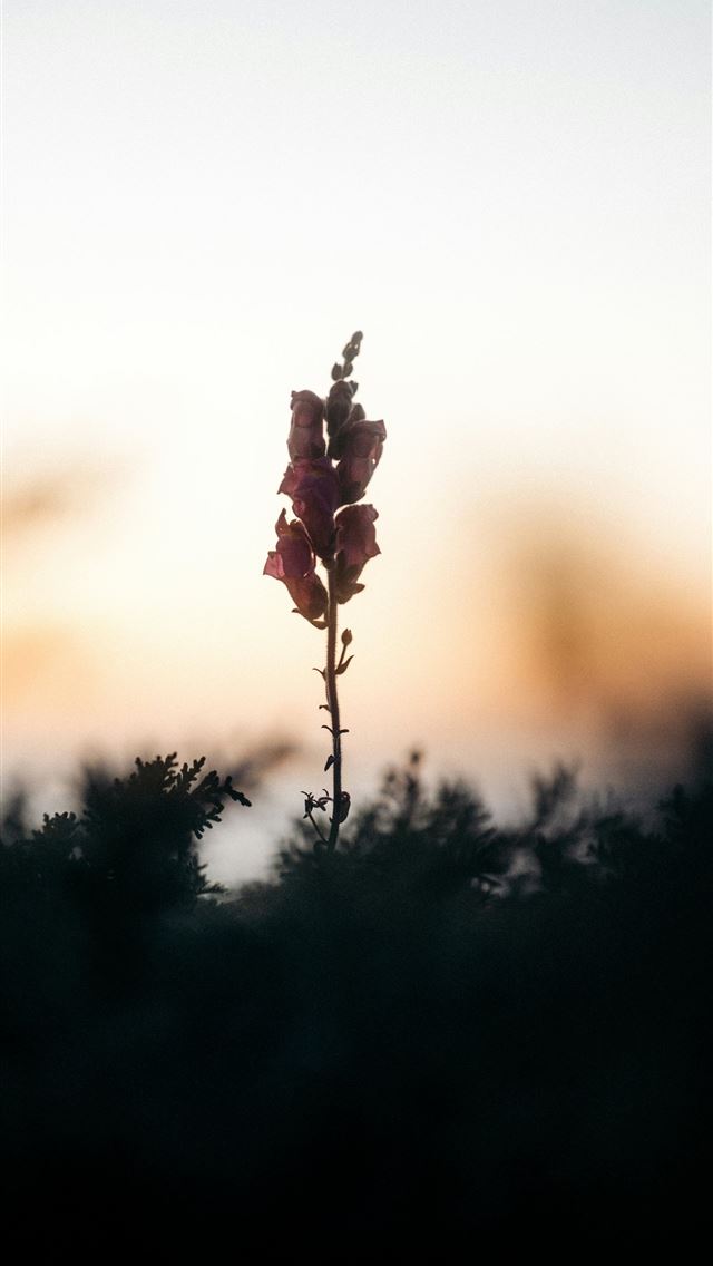 1290x2796 A lonely flower stands against the dusky sky  -  iPhone Wallpaper