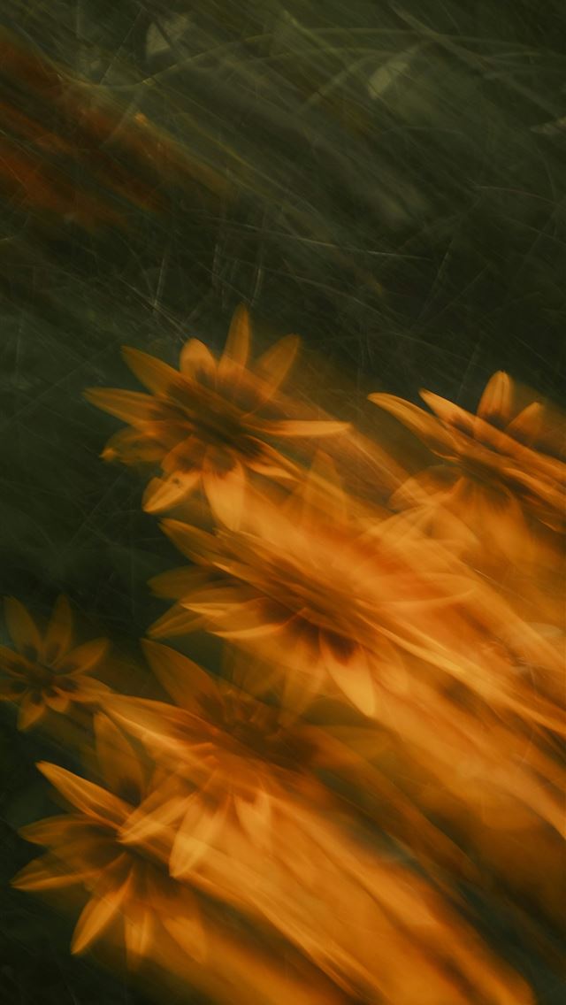 1290x2796 Free to use – credit by linking to kaboompics com... -  iPhone Wallpaper