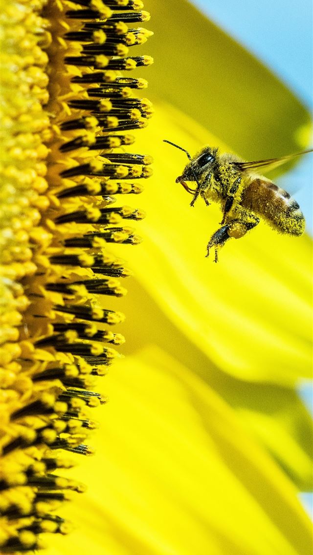 1290x2796 bee in fornt of Sunflower -  iPhone Wallpaper
