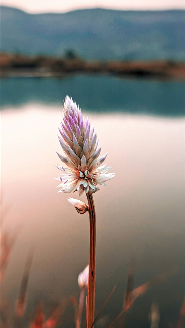1290x2796 white flower in tilt shift lens -  iPhone Wallpaper