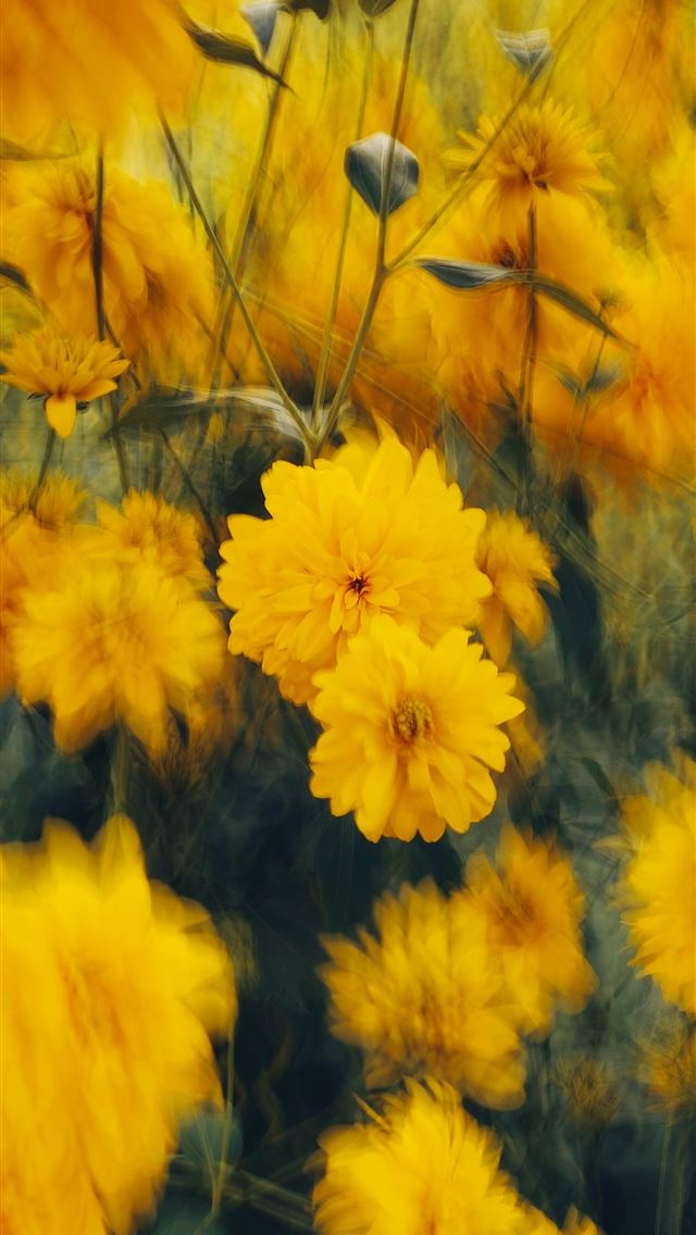 1290x2796 A bunch of yellow flowers in a field -  iPhone Wallpaper