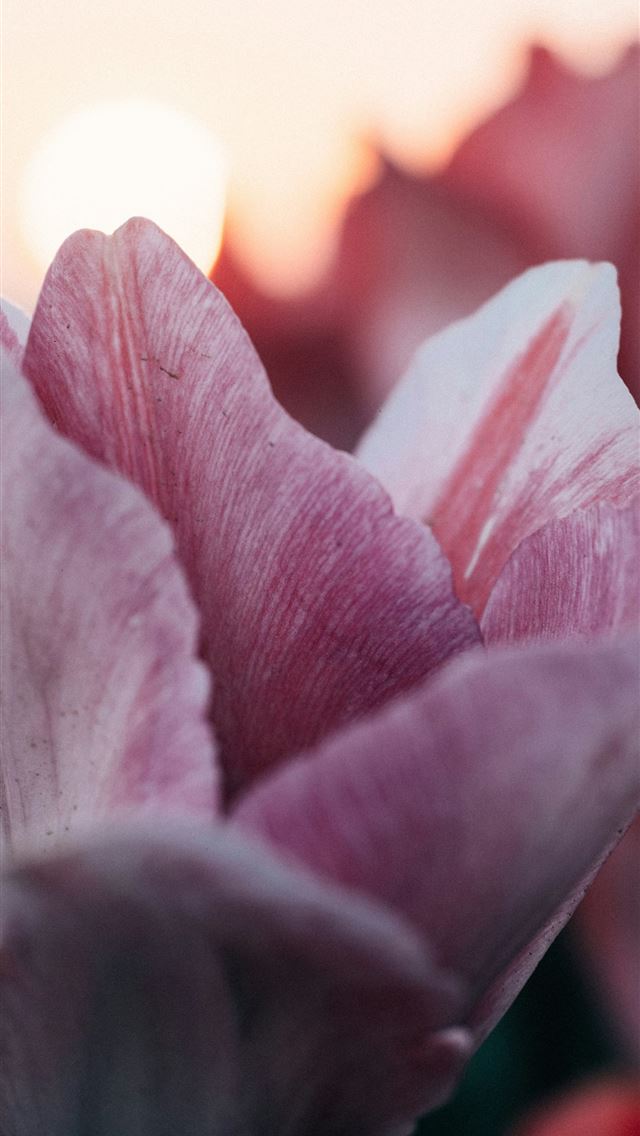 1290x2796 Tulips bloom beautifully against the setting sun  -  iPhone Wallpaper