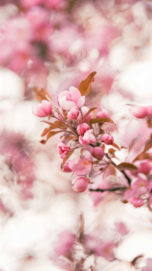 1290x2796 Pink blossoms bloom in spring  -  iPhone Wallpaper