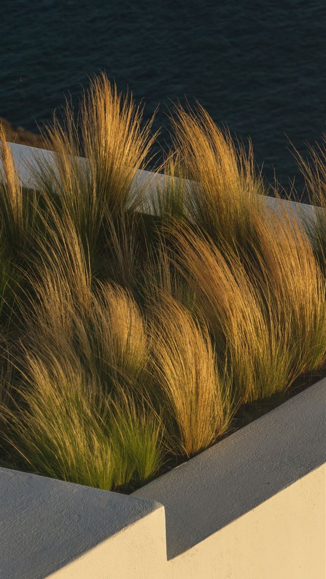 1290x2796 a planter filled with grass next to a body of wate... -  iPhone Wallpaper