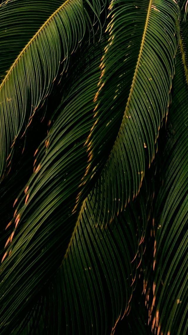 1290x2796 A close up of a green palm tree -  iPhone Wallpaper