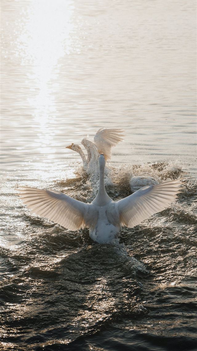 1290x2796 a large white bird flying over a body of water -  iPhone Wallpaper