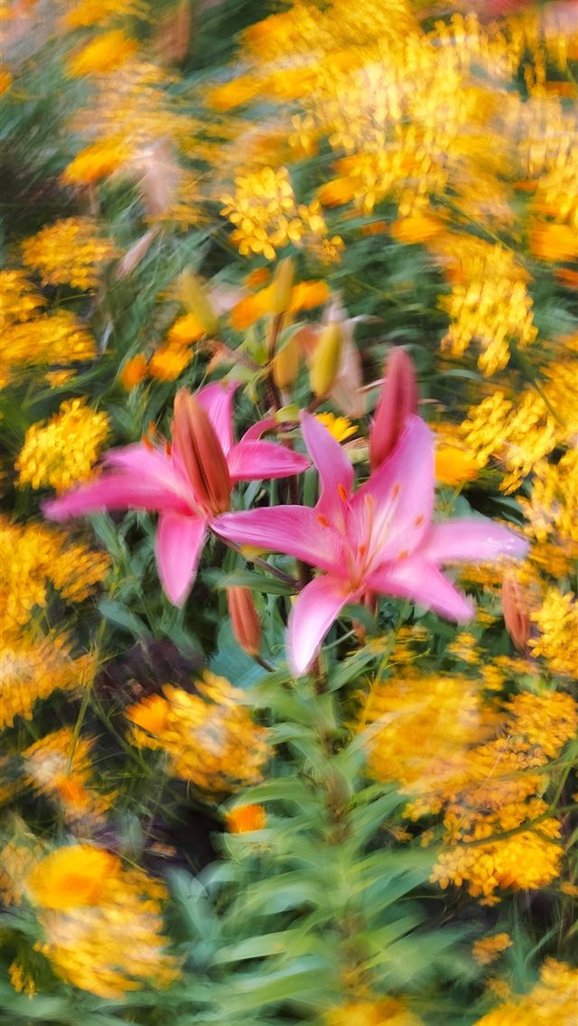 1290x2796 A bunch of flowers that are in the grass -  iPhone Wallpaper