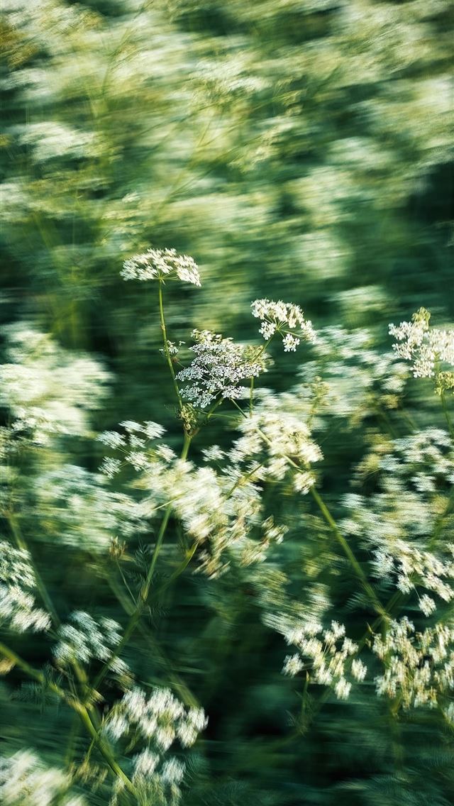 1290x2796 A blurry photo of white flowers in a field -  iPhone Wallpaper