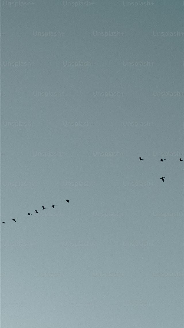 1290x2796 a flock of birds flying through a blue sky -  iPhone Wallpaper