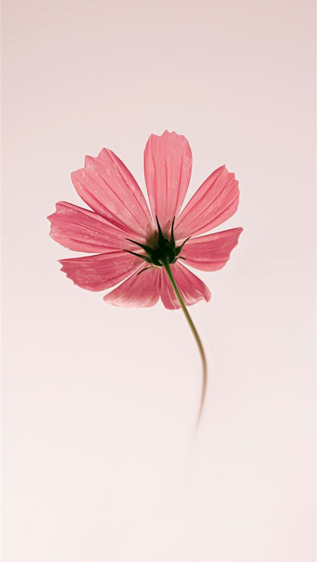 1290x2796 A delicate pink cosmos flower blooms against a sof... -  iphone 14 Wallpaper