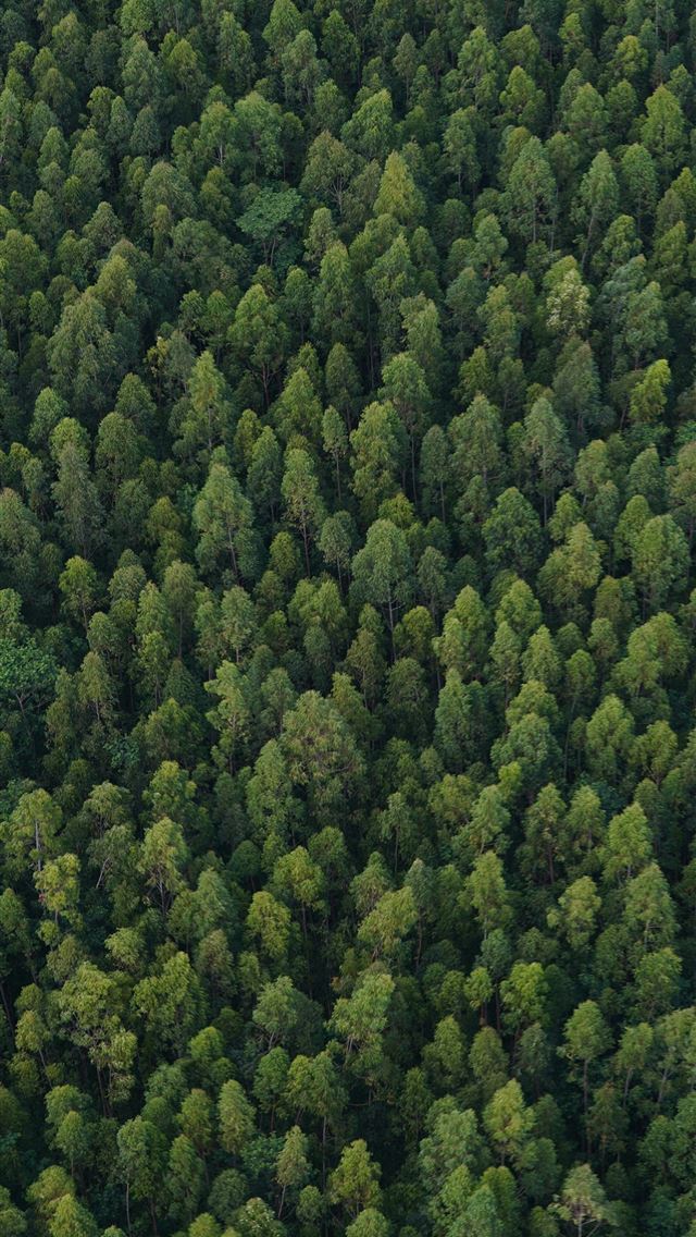 640x1136 Dense green forest canopy viewed from above -  iPhone Wallpaper