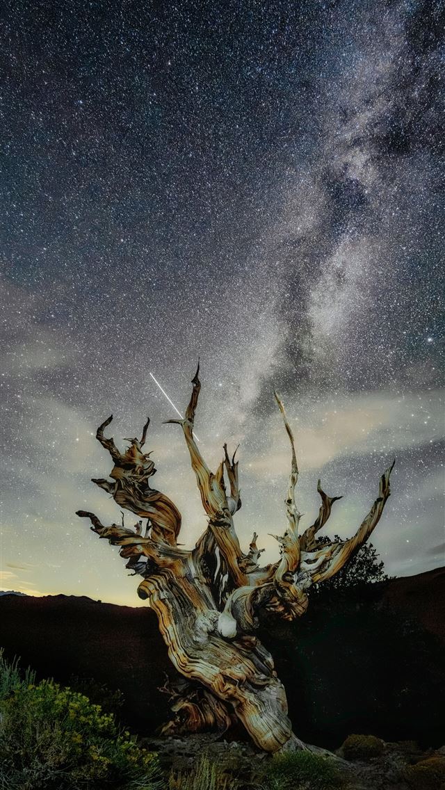 1290x2796 Ancient tree silhouetted against the starry night ... -  iPhone Wallpaper