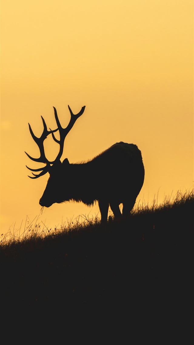1290x2796 Silhouette of a stag on a grassy hill at sunset -  iPhone Wallpaper
