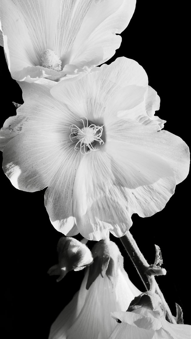 1290x2796 Close up of delicate white flowers against black b... -  iPhone Wallpaper