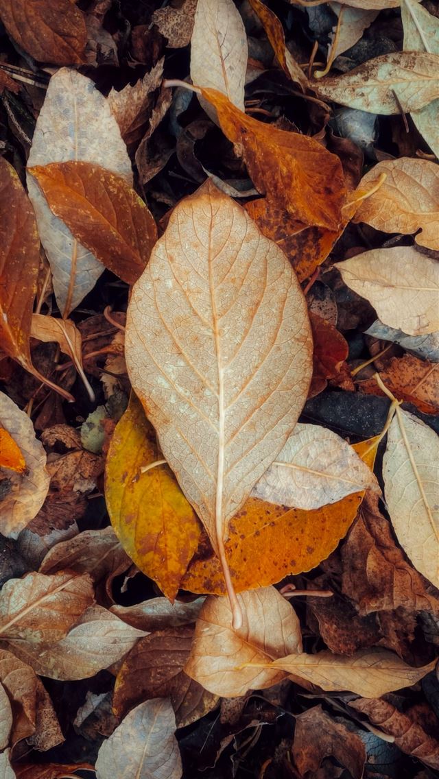 1290x2796 A pile of fallen autumn leaves on the ground  -  iPhone Wallpaper