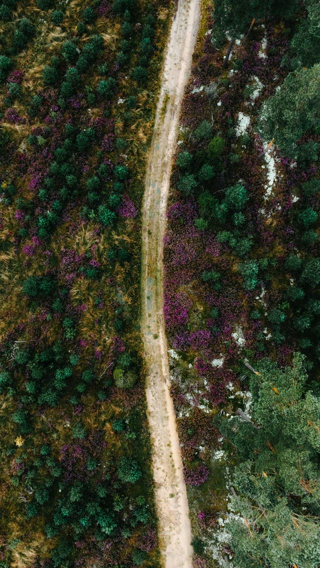 1290x2796 Dirt path through a forest with purple flowers -  iPhone Wallpaper