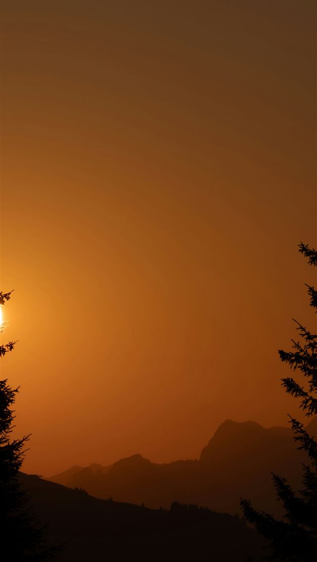 1290x2796 Silhouette of trees against an orange sunset sky  -  iPhone Wallpaper