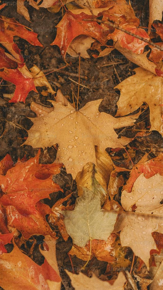 1290x2796 a bunch of leaves that are laying on the ground -  iPhone Wallpaper
