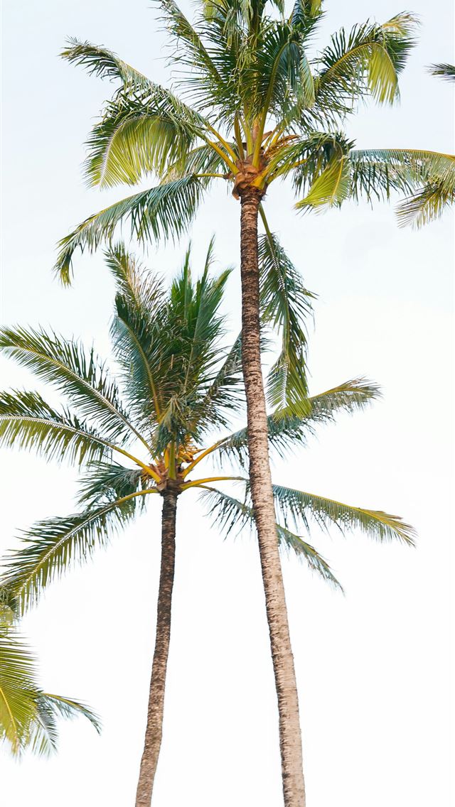 1290x2796 Tall palm trees against a bright sky -  iPhone Wallpaper
