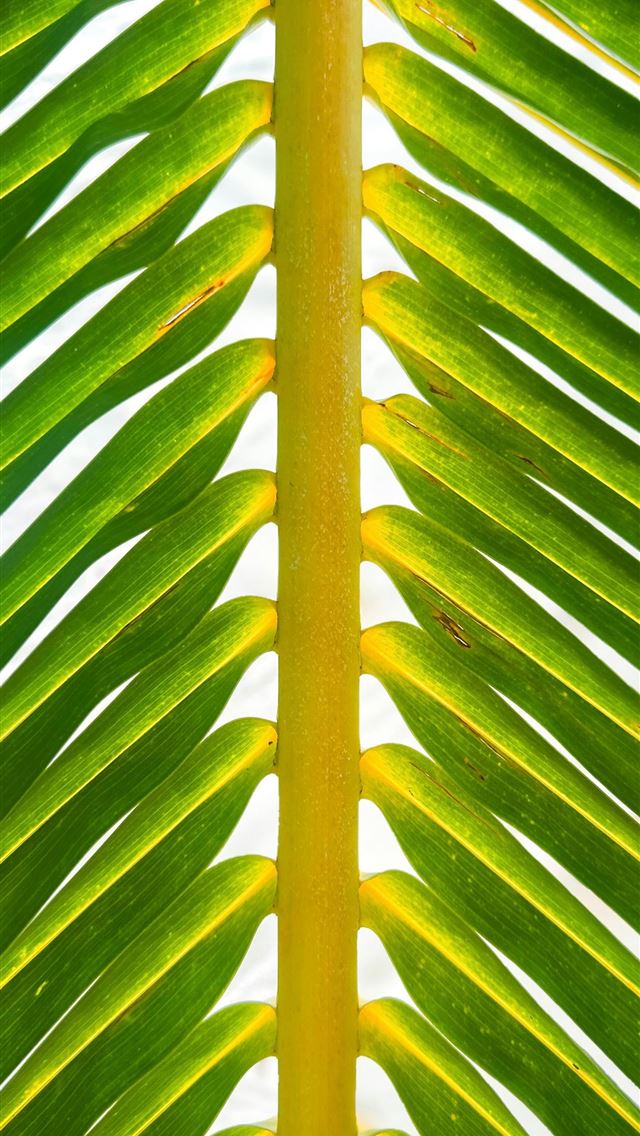 1290x2796 A close up view of a palm leaf  -  iPhone Wallpaper