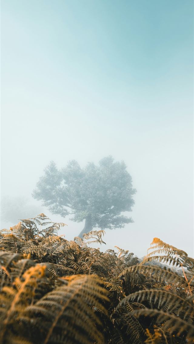 1290x2796 A foggy forest filled with lots of trees -  iPhone Wallpaper