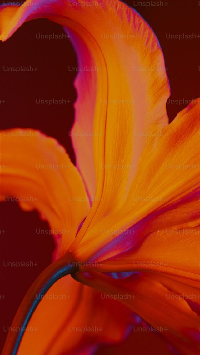 1290x2796 a close up of a bright orange flower -  iPhone Wallpaper