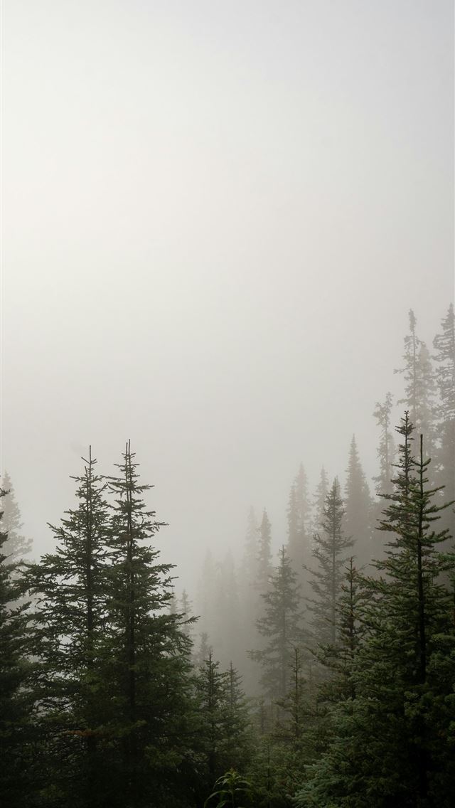 1290x2796 Tall evergreen trees shrouded in dense fog  -  iPhone Wallpaper