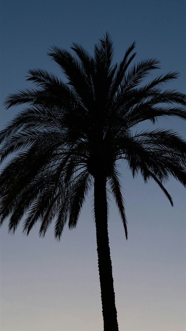 1290x2796 A silhouette of a palm tree against a blue sky -  iPhone Wallpaper
