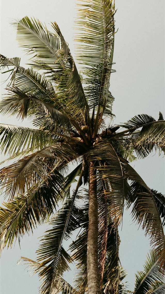 1290x2796 A tall palm tree with a sky background -  iPhone Wallpaper