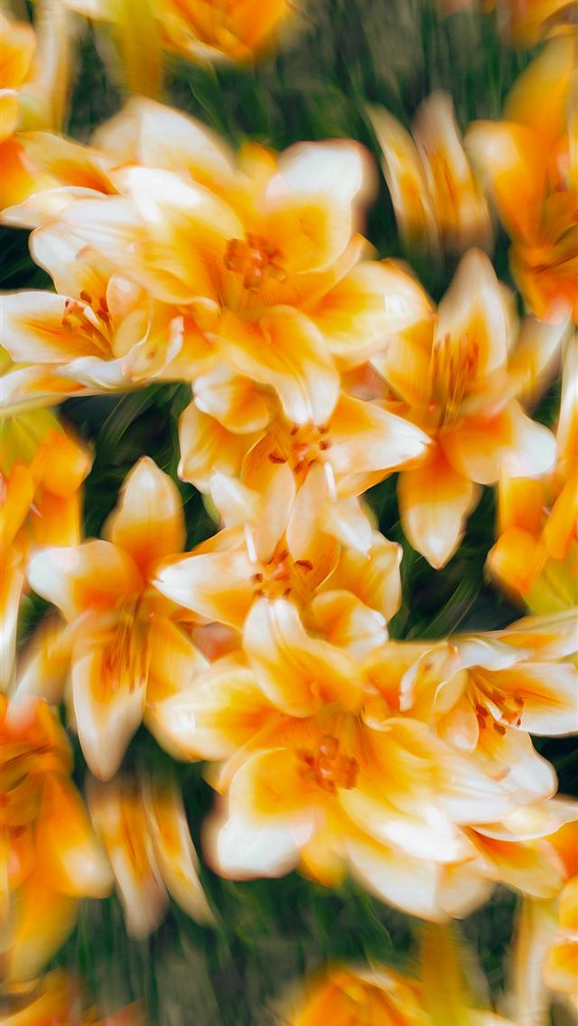 1290x2796 a bunch of yellow and white flowers with blurry ba... -  iPhone Wallpaper