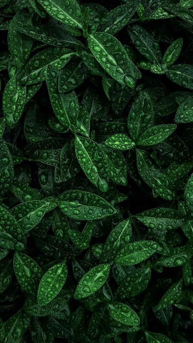 1290x2796 A bunch of green leaves that are in the dark -  iPhone Wallpaper