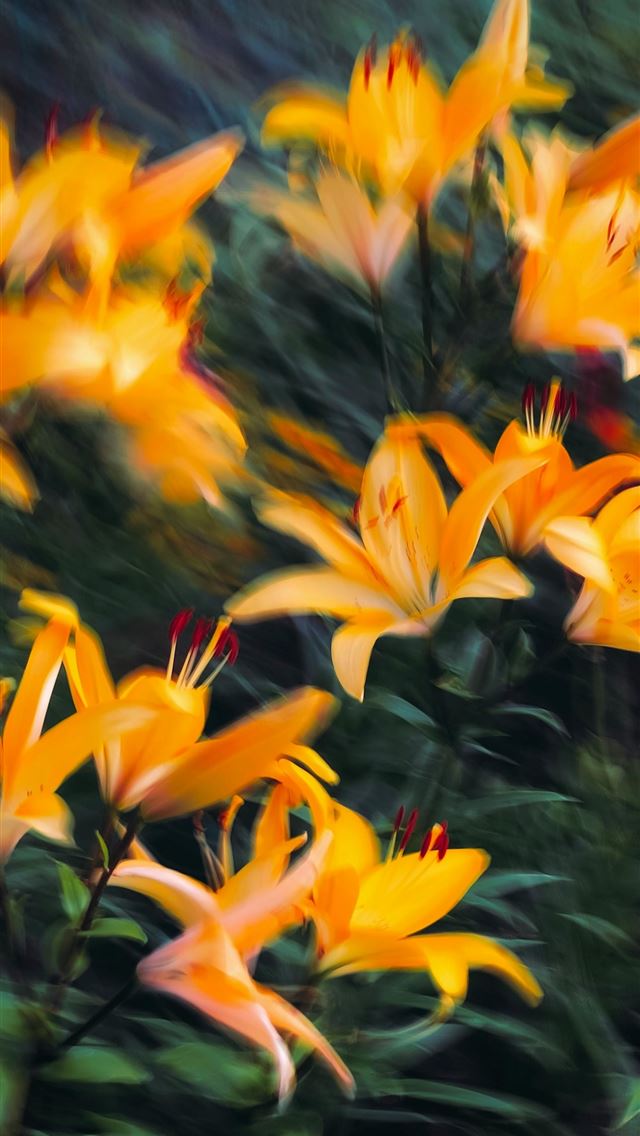 1290x2796 A bunch of yellow flowers that are in the grass -  iPhone Wallpaper