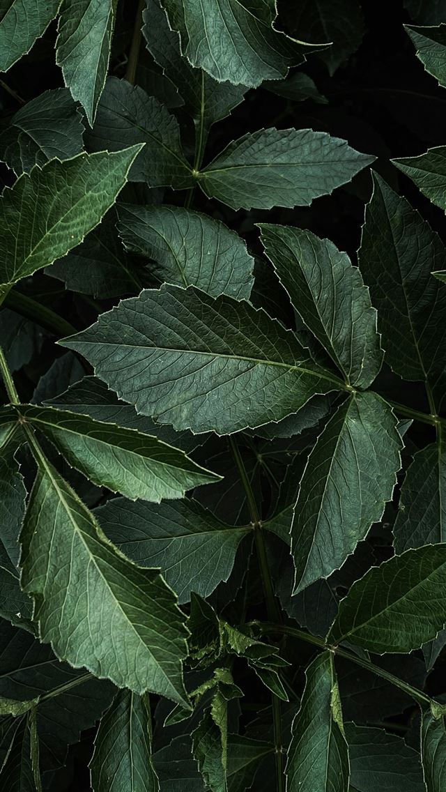 1290x2796 a close up of a green leafy plant -  iPhone Wallpaper