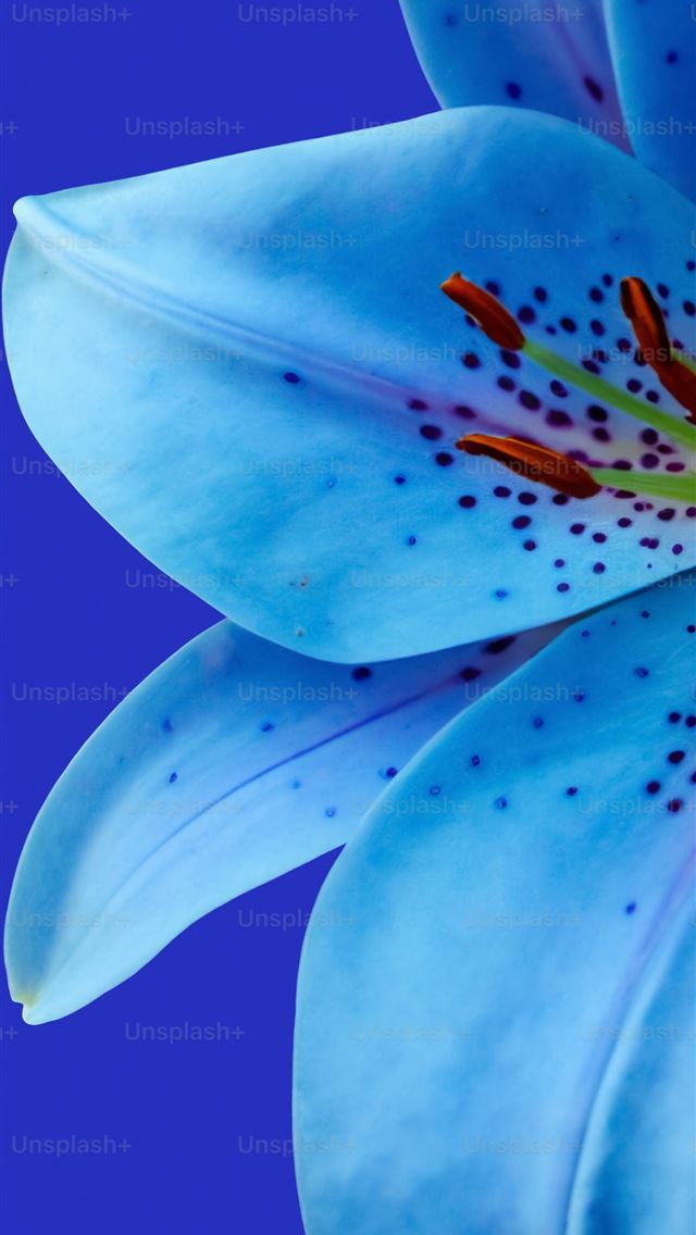 1290x2796 a close up of a blue flower on a blue background -  iPhone Wallpaper