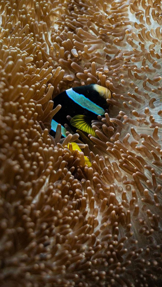 1290x2796 Clownfish hides in a brown anemone underwater  -  iPhone Wallpaper
