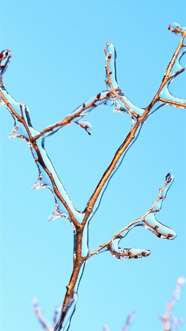 1125x2436 bare branch with ice -  iPhone Wallpaper