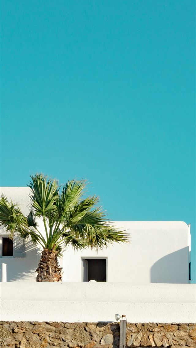 1290x2796 green palm tree on white concrete wall under blue ... -  iPhone Wallpaper
