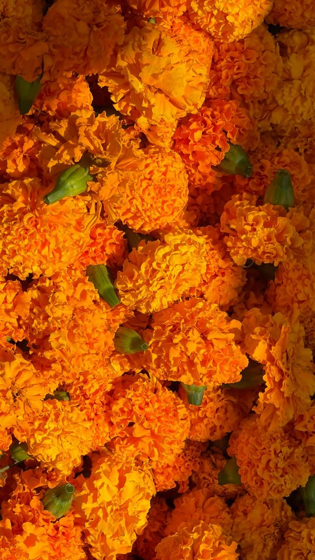 1290x2796 a bunch of flowers that are yellow and orange -  iPhone Wallpaper