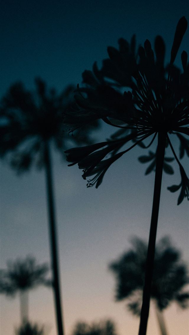 1290x2796 Silhouetted agapanthus flowers against a gradient ... -  iPhone Wallpaper