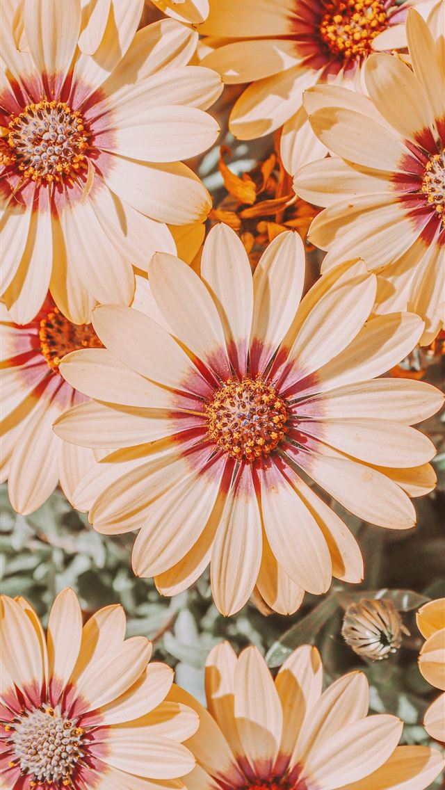 1290x2796 yellow and red flowers in tilt shift lens -  iphone 13 Wallpaper