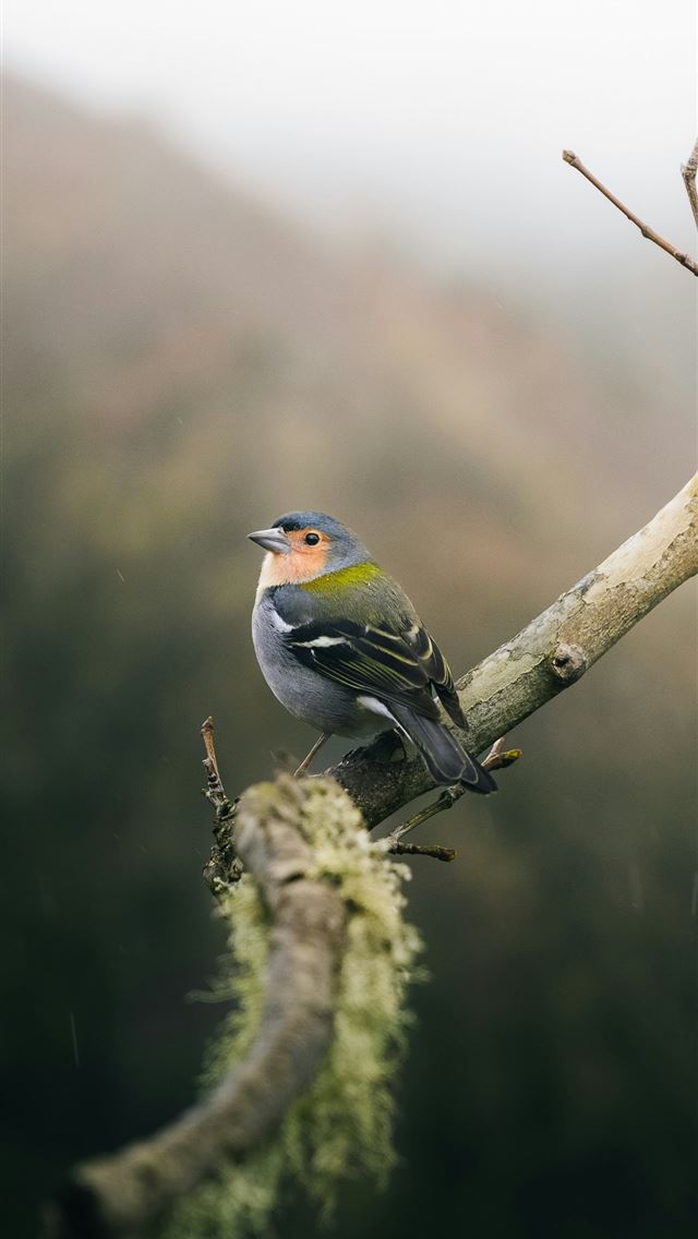 1290x2796 A bird sitting on a branch of a tree -  iphone 13 Wallpaper