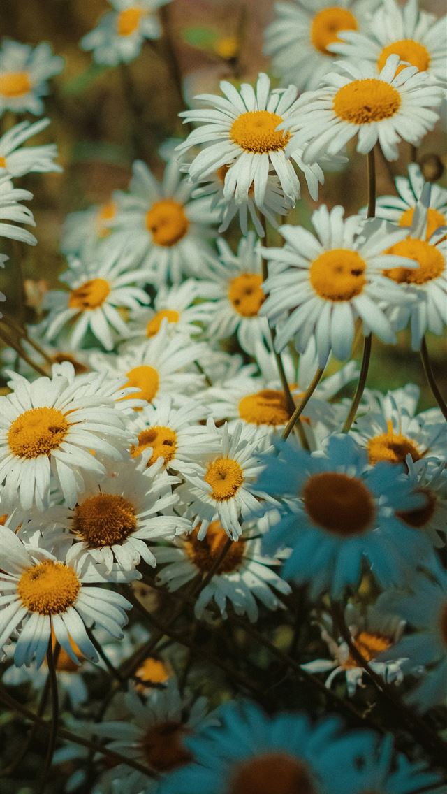 1290x2796 A bunch of white and yellow flowers in a field -  iphone 13 Wallpaper