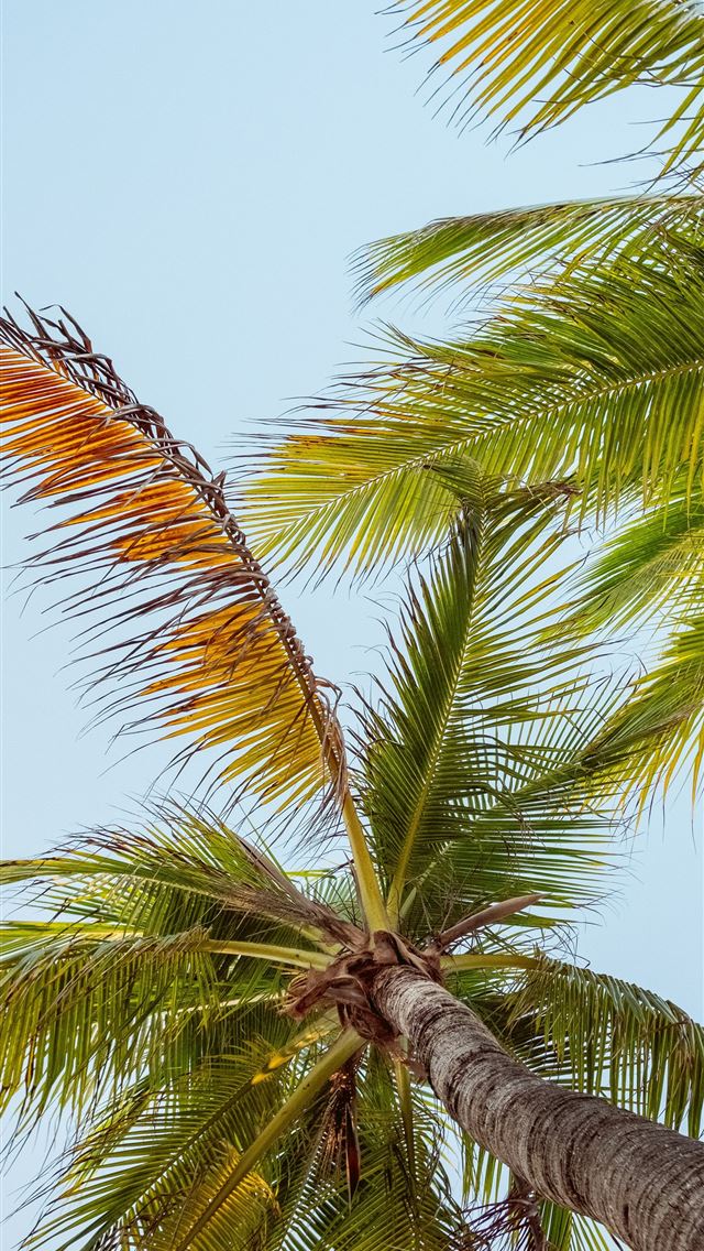 1290x2796 A palm tree with a blue sky in the background -  iPhone Wallpaper